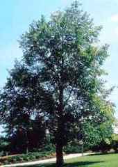 Липа американская или черная Tilia americana American basswood фото
