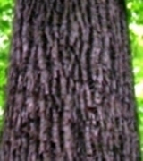 Кора липы американской или черной Tilia americana American basswood